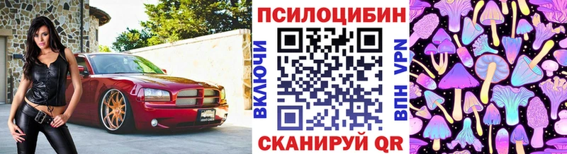 закладки  Тосно  Псилоцибиновые грибы Psilocybine cubensis 
