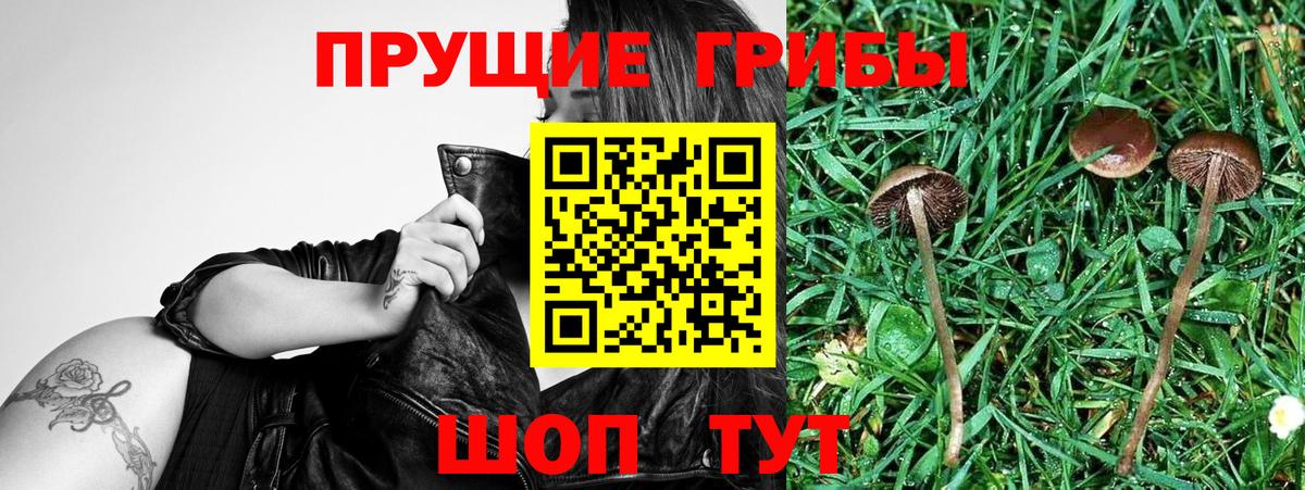 Тосно  Галлюциногенные грибы мухоморы  Вход с VPN 